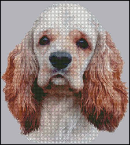 (image for) American Cocker Spaniel NB